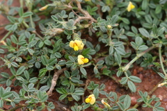 Stylosanthes hamata